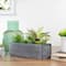 12" Mixed Succulent Plants in Rectangular Planter